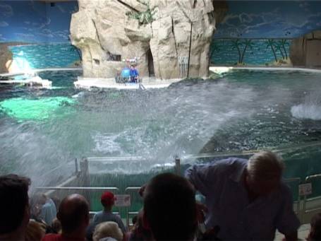 Zoo Duisburg : Im Delphinarium die Delphin-Show